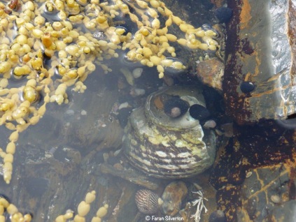 Rockpool with seaweed and sea snails